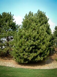 Сосна Чёрная (Pinus Nigra) купить по цене от 270.00р. в интернет-магазине «Посадика» с доставкой почтой в в Каргате и по всей России – [изображение №1].