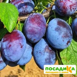 Слива Чачакская ранняя купить по цене от 229.00р. в интернет-магазине «Посадика» с доставкой почтой в в Каргате и по всей России – [изображение №1].