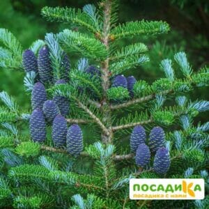 Пихта корейская (Abies koreana) купить по цене от 450.00р. в интернет-магазине «Посадика» с доставкой почтой в в Каргате и по всей России – [изображение №1].