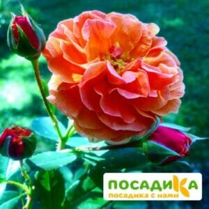 Роза Арабия купить по цене от 350.00р. в интернет-магазине «Посадика» с доставкой почтой в в Каргате и по всей России – [изображение №1].