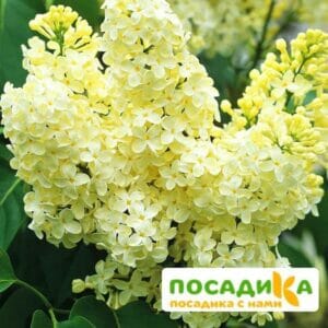 Сирень Примроуз (Primrose) купить по цене от 529.00р. в интернет-магазине «Посадика» с доставкой почтой в в Каргате и по всей России – [изображение №1].