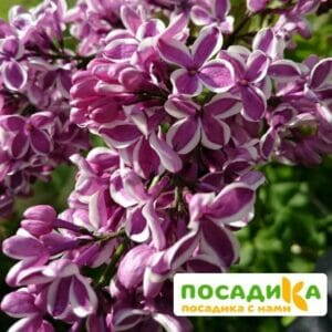 Сирень Сенсация купить по цене от 529.00р. в интернет-магазине «Посадика» с доставкой почтой в в Каргате и по всей России – [изображение №1].