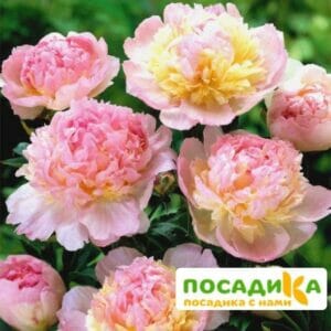 Пион Распберри Сандей (Paeonia Raspberry Sundae) купить по цене от 959р. в интернет-магазине «Посадика» с доставкой почтой в в Каргате и по всей России – [изображение №1].