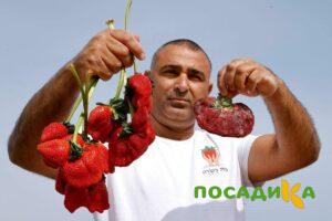 Клубника Гигант Джорнея купить по цене от 266р. в интернет-магазине «Посадика» с доставкой почтой в в Каргате и по всей России – [изображение №1].