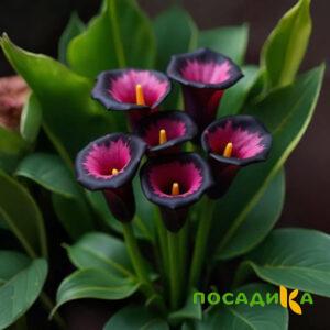 Калла Аура Лейс купить по цене от 400р. в интернет-магазине «Посадика» с доставкой почтой в в Каргате и по всей России – [изображение №1].