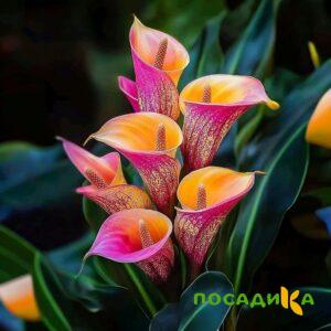 Калла Оникс купить по цене от 450р. в интернет-магазине «Посадика» с доставкой почтой в в Каргате и по всей России – [изображение №1].