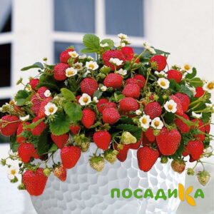 Клубника Рубиновый Шепот (горшечная) купить по цене от 240р. в интернет-магазине «Посадика» с доставкой почтой в в Каргате и по всей России – [изображение №1].
