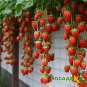 Клубника вьющаяся Комплимент купить по цене от 470р. в интернет-магазине «Посадика» с доставкой почтой в в Каргате и по всей России – [изображение №1].