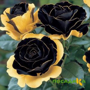 Роза Ханни Сикл купить по цене от 700р. в интернет-магазине «Посадика» с доставкой почтой в в Каргате и по всей России – [изображение №1].