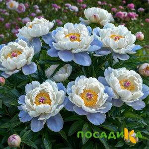 Пион акварельный Этюд купить по цене от 806р. в интернет-магазине «Посадика» с доставкой почтой в в Каргате и по всей России – [изображение №1].