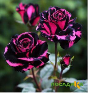 Роза Багровый Шепот купить по цене от 366р. в интернет-магазине «Посадика» с доставкой почтой в в Каргате и по всей России – [изображение №1].