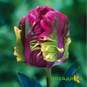 Тюльпан Экзотик Хэвен купить по цене от 186р. в интернет-магазине «Посадика» с доставкой почтой в в Каргате и по всей России – [изображение №1].